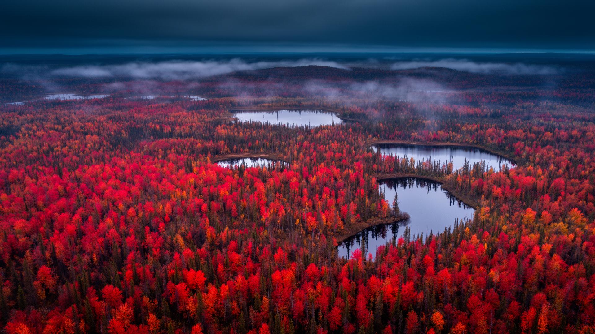 Aerial view of a Canadian boreal forest in crimson autumn